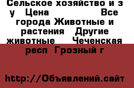 Сельское хозяйство и з/у › Цена ­ 2 500 000 - Все города Животные и растения » Другие животные   . Чеченская респ.,Грозный г.